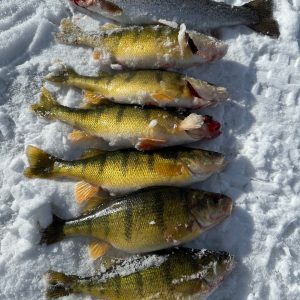 a close up of a fish