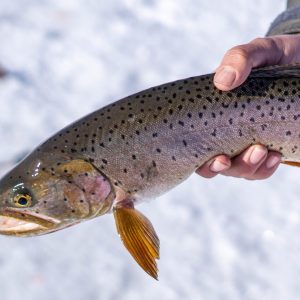a hand holding a fish
